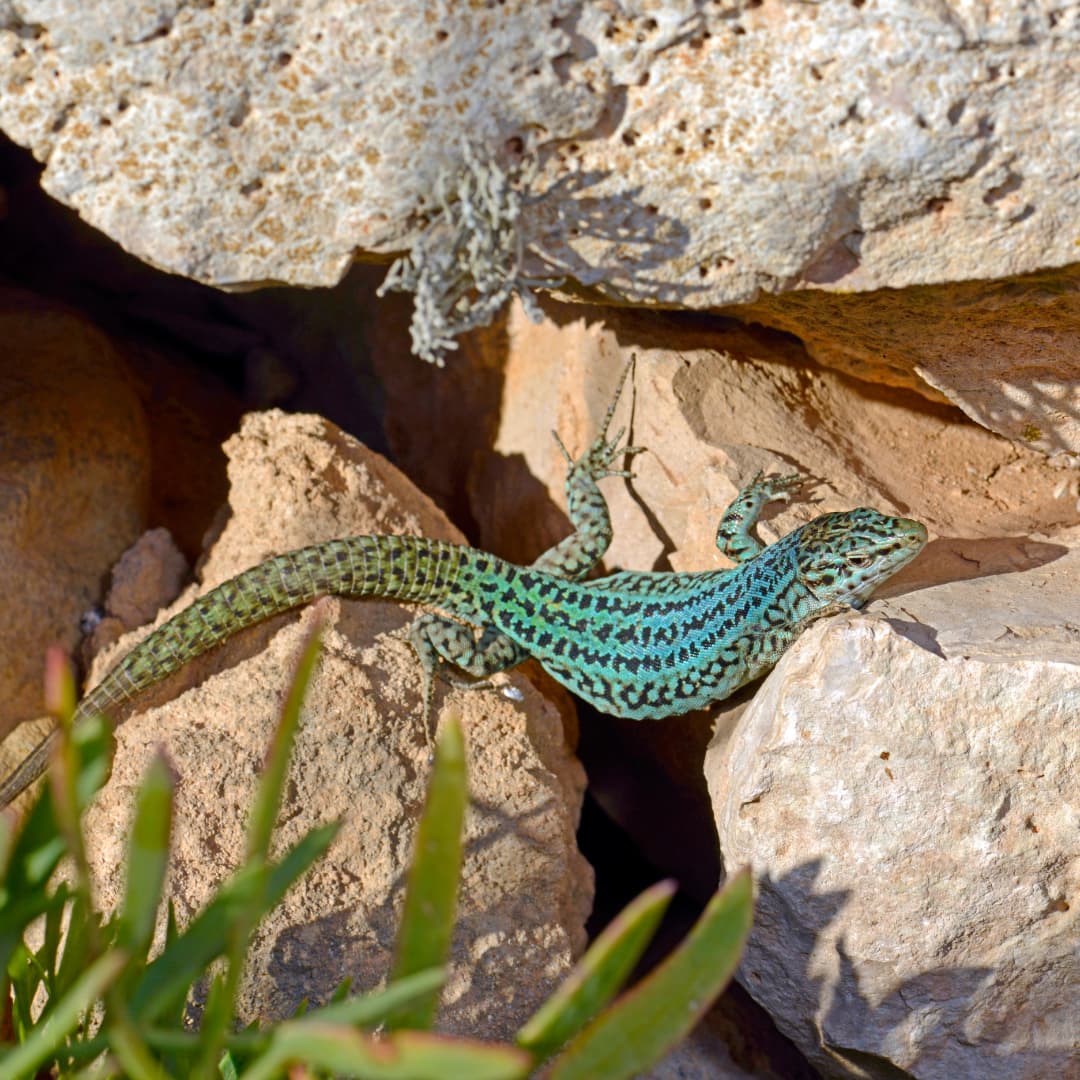 Nahaufnahme einer grünen Eidechse auf Formentera zwischen Felsen – Symbol für die unberührte Natur der Balearen