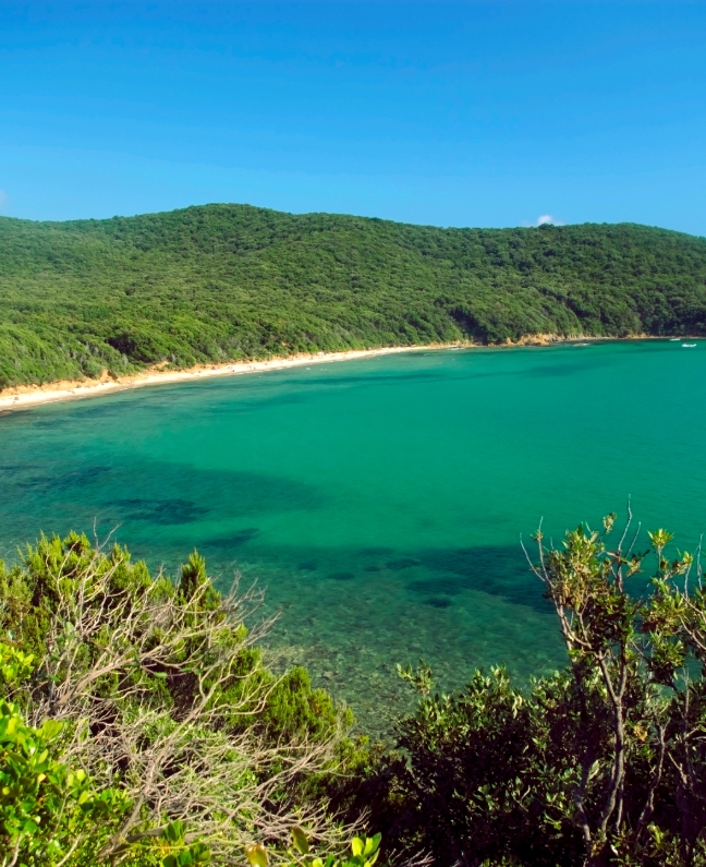 Blick auf die grün umrahmte Bucht Cala Violina mit türkisblauem Wasser – Ankerbucht bei einer Yachtcharter mit BlackSails-Yachting an der toskanischen Küste