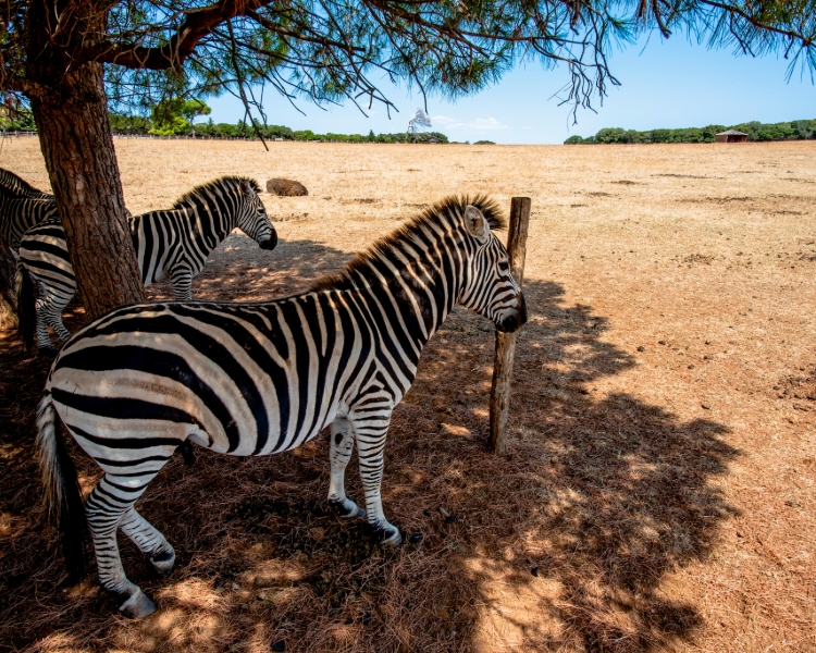 Zebras im Safaripark des Nationalparks Brijuni auf der Insel Veli Brijun – ein Highlight für Segler mit BlackSails-Yachting in Kroatien