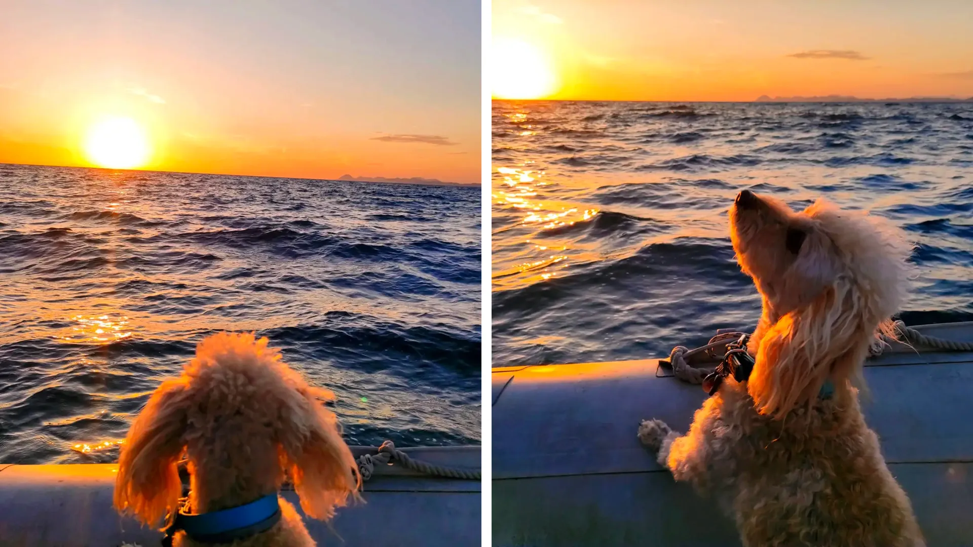 Marty, der kleine Bordhund der Casse Noisette II, beim Mitsegeln auf Korfu im Ionischen Meer.