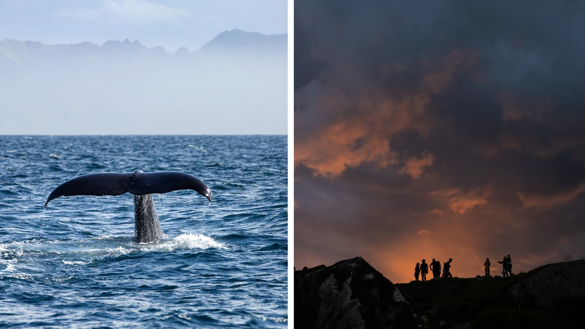 Eine Walflosse taucht aus dem Polarmeer auf, während der Schatten einer Segelcrew in der Mitternachtssonne über die Lofoten fällt.