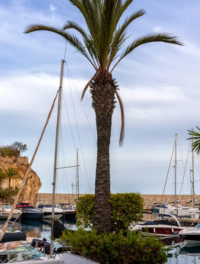 Palme im Vordergrund, dahinter Liegeplätze mit Yachten in einem mallorquinischen Hafen – entspanntes Hafenbild für einen Start mit BlackSails-Yachting.