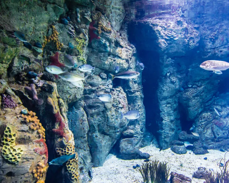Fische und bunte Korallen vor einer Felswand in der klaren Unterwasserwelt von Cabrera, Balearen